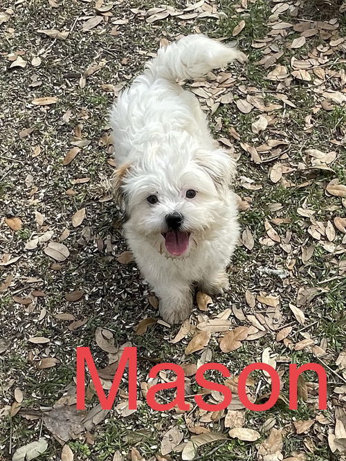 Mason