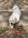 Mason