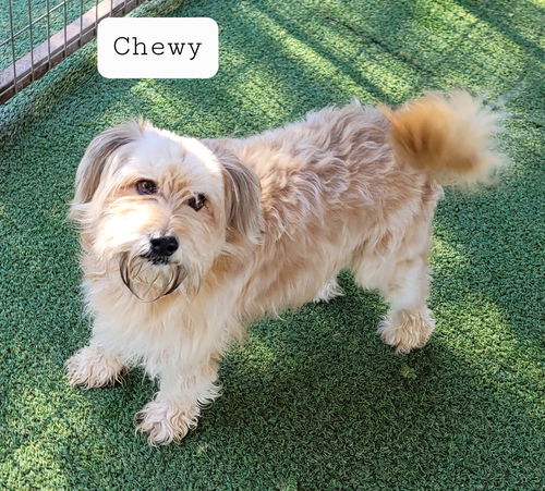 Chewy