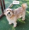 Chewy
