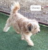 Chewy