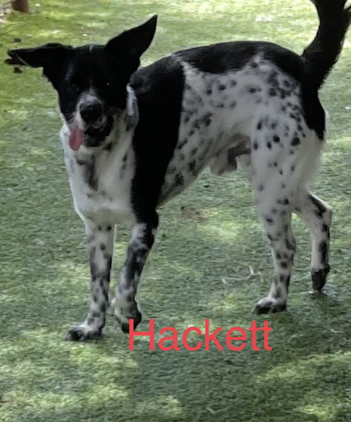 Hackett