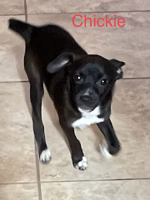 Chickie