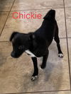 Chickie