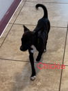 Chickie