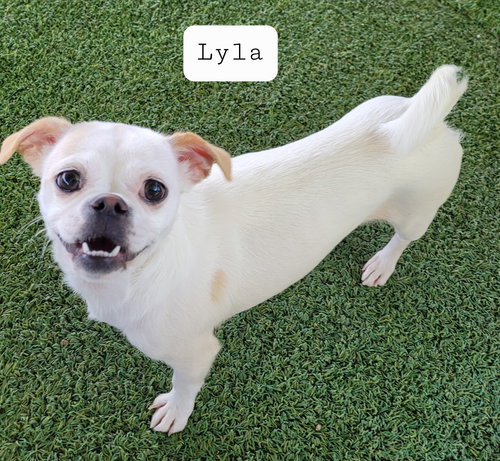 Lyla
