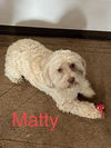 Matty