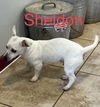 Sheldon