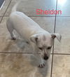 Sheldon