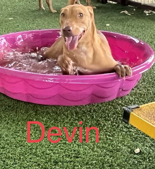 Devin