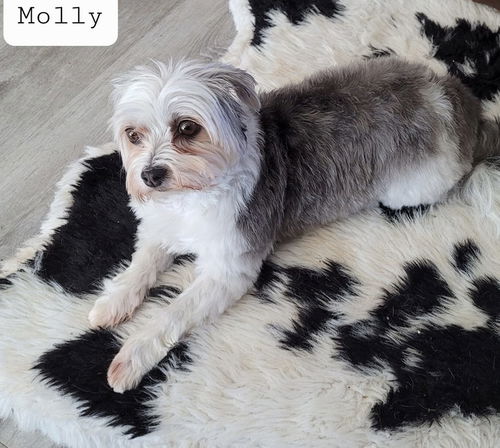 Molly