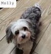 Molly