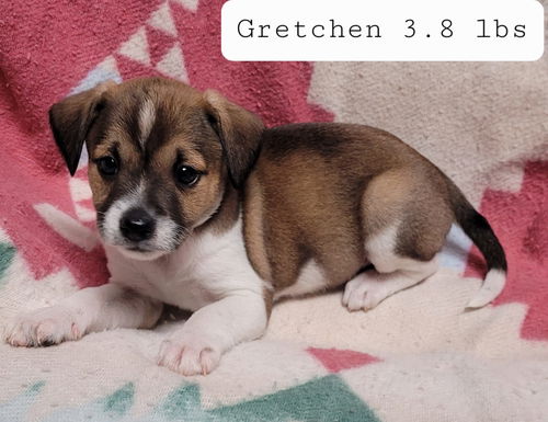 Gretchen