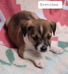 Gretchen