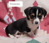 Gianna