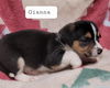 Gianna