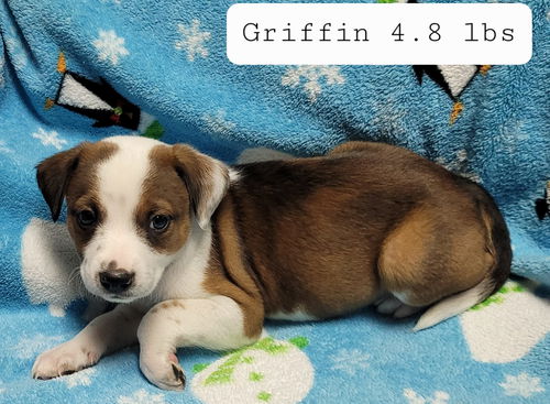 Griffin