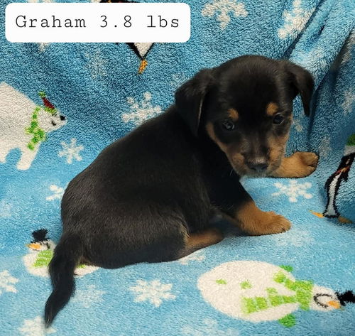 Graham