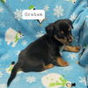 Graham