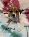 Georgia