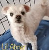 Lil Abner