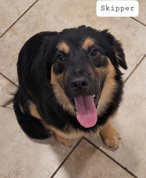 Skipper