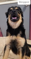 Skipper
