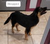 Skipper
