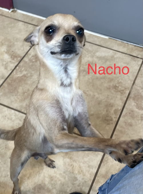 Nacho