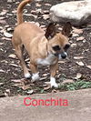 Conchita