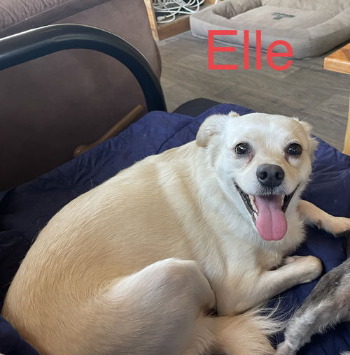 Elle