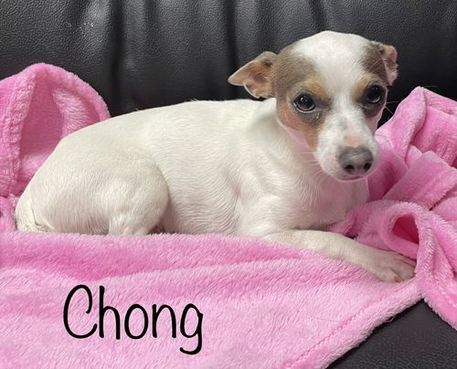 Chong