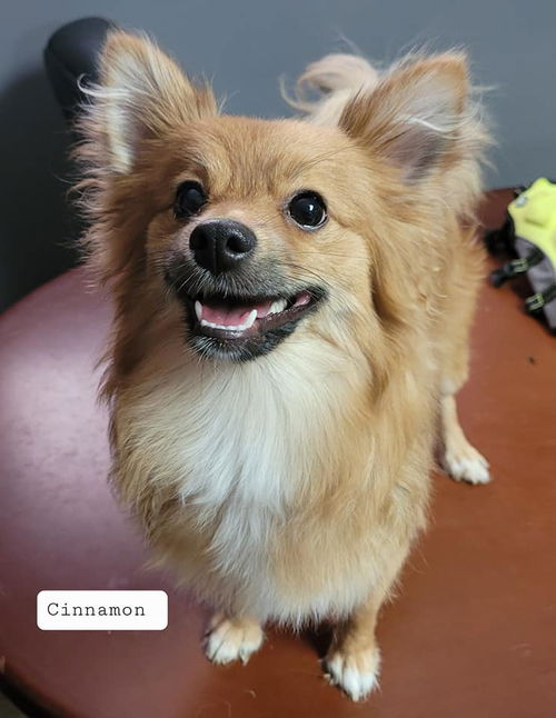 Cinnamon