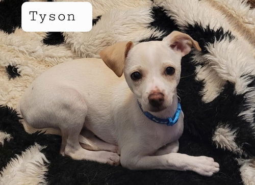 Tyson