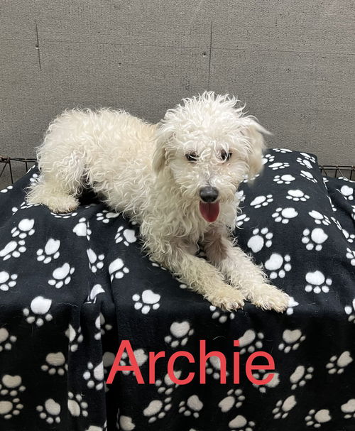 Archie