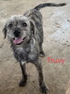 Truvy