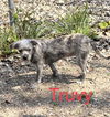 Truvy
