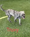 Truvy