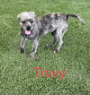 Truvy