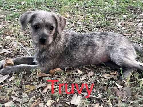 Truvy