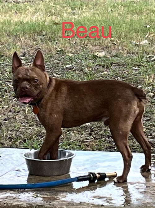 Beau