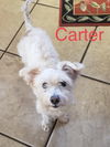 Carter