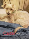 Carter