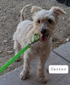 Carter