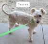 Carter