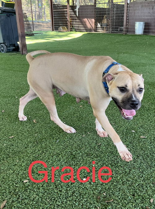 Gracie