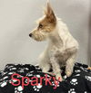 Sparky