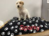 Sparky
