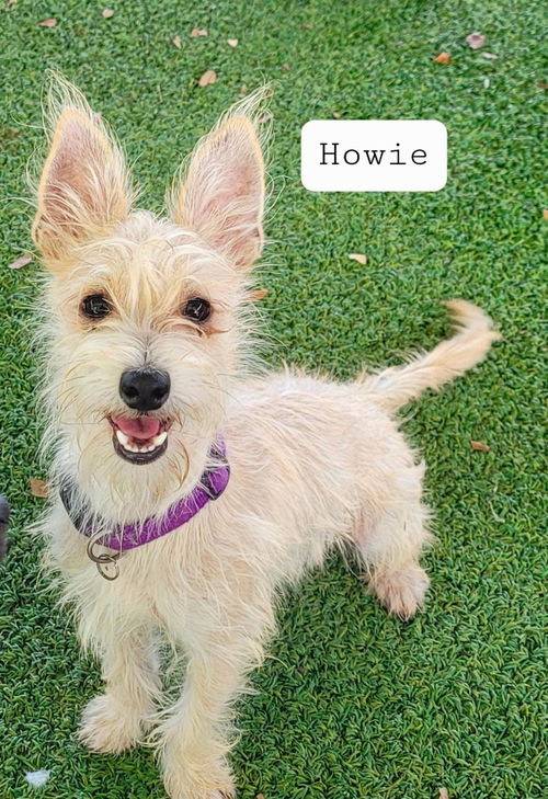 Howie