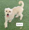 Howie